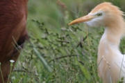 Cattle Egret (Ardea ibis)